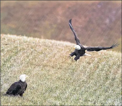  ?? CP photo ?? A bald eagle lands in a field in Sheffield Mills, N.S., looking for chicken left by farmers.