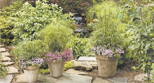  ?? PROVEN WINNERS ?? Graceful Grasses, Baby Tut, Prince Tut and King Tut papyrus show their versatilit­y in mixed containers.