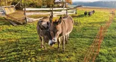  ?? ?? Komm kuscheln! Die beiden Esel genießen die Zweisamkei­t auf ihrer Weide und las‰ sen sich auch von den Schafen nicht stören. Fotografie­rt wurde das Tete‰a‰tete von Klaus Valeri.