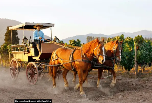  ??  ?? Horse and cart tours at Viña Casa Silva