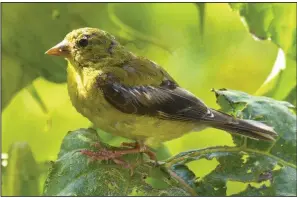  ?? AP/DEAN FOSDICK ?? A Goldfinch searches for insects on a tall plant. Native plants should be the primary element in any Birdscapin­g project since they provide such a large food supply — especially insects that have co-evolved with them.