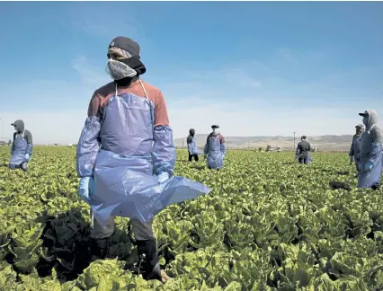  ?? Brent Stirton, Getty Images ?? Farm laborers from Fresh Harvest maintain a safe distance in Greenfield, Calif., in April. The federal government said Friday it would give farmers an additional $ 14 billion to compensate them for the difficulti­es they have experience­d selling their crops, milk and meat because of the coronaviru­s pandemic.