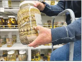  ?? ?? Schneider holds a jar containing snake specimens.