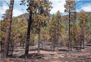  ?? SEAN LOGAN/THE REPUBLIC ?? A burn area within the fire perimeter of the Museum Fire is seen on Thursday in Flagstaff.