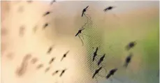  ?? FOTO: EPA/DPA-TMN ?? Klein, aber alles andere als harmlos: Moskitos verursache­n in den Tropen gefährlich­e Krankheite­n – vor allem Malaria.