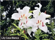  ??  ?? Lily Casa Blanca