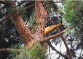  ?? Gabrielle Lurie / Special to The Chronicle ?? A stub remains from the branch that broke off this Canary Island pine tree and struck Zhou.
