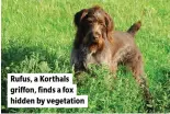  ?? ?? Rufus, a Korthals griffon, finds a fox hidden by vegetation