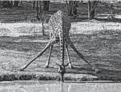  ?? STEVE HAGGERTY/TNS PHOTOS ?? Top: The Zambezi River is calm enough above Victoria Falls for Islands of Siankaba lodge guests to take a canoe ride. Above: Assuming the yoga position, the “waterhole bend,” this giraffe gets a drink at Bilimungwe in Zambia.