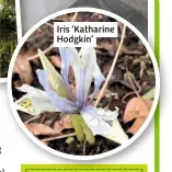  ??  ?? Iris ‘Katharine Hodgkin’