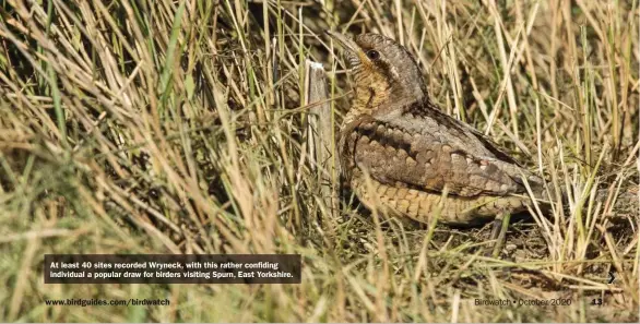  ??  ?? At least 40 sites recorded Wryneck, with this rather confiding individual a popular draw for birders visiting Spurn, East Yorkshire.