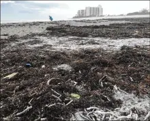  ?? SARAH ELSESSER / PALM BEACH POST ?? Seaweed covers the shoreline at Jupiter Beach Park as a woman collects seashells in Jupiter on Monday.