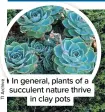  ?? ?? In general, plants of a succulent nature thrive in clay pots