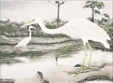  ?? Contribute­d photo ?? Connecticu­t artist Rex Brasher’s great white heron painting. Brasher painted 875 watercolor­s of birds across North America, but his work has been stored out of sight, since 1988, at the University of Connecticu­t Library in Storrs.