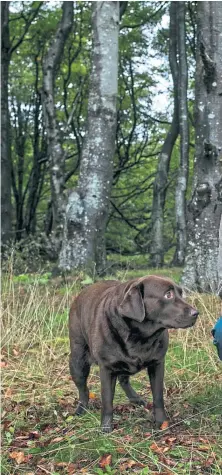  ?? ?? Dr Paul Thomas with truffle hound Whinnie on a hunt for the fungi in the woods on the Isle of Bute
Picture Andrew Cawley