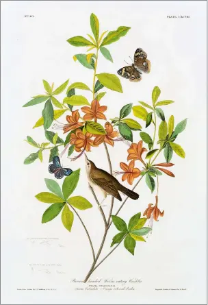  ?? COURTESY FLORENCE GRISWOLD MUSEUM ?? “Brown headed Worm Eating Warbler” by John James Audubon