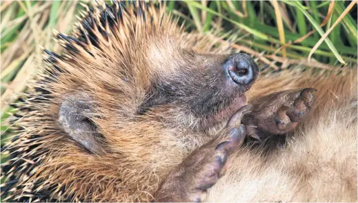  ??  ?? Hedgehogs could have settled in for the colder months in your compost heap so be careful when turning it