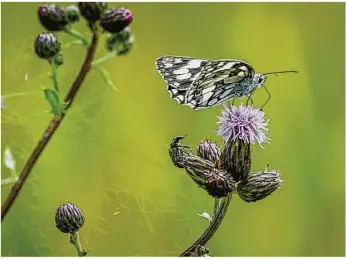  ?? Foto: Oliver Vogel ?? Die Natur steht im Mittelpunk­t bei einem Biosphären­gebiet. Ein Aalener Kreistagsa­usschuss befasste sich jetzt mit der Idee für ein solches Gebiet Ostalb/ries oder Härtsfeld.