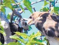  ?? COURTESY OF DAVID BOJE ?? A hawk feeds a fledging above its nest on the campus of New Mexico State University.