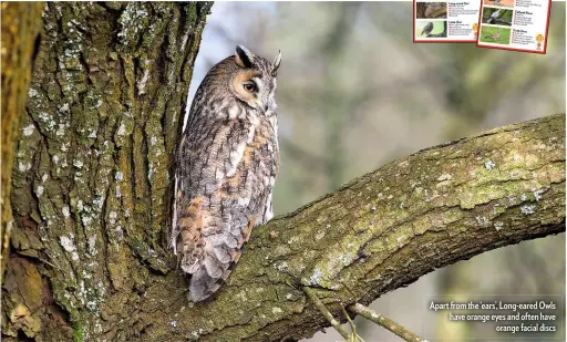  ??  ?? Apart from the ‘ears’, Long-eared Owls have orange eyes and often have orange facial discs