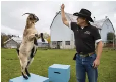  ?? BERNARD WEIL/TORONTO STAR ?? Turbo the Goat performs tricks at the Oshawa farm where he lives with owner Brad de Wolde. Turbo is appearing at the Royal Winter Fair.