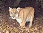  ?? National Park Ser vi ce ?? MOUNTAIN LION P- 22, seen here in 2014, is believed to have killed a koala at the Los Angeles Zoo.