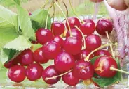  ??  ?? In a cherry mood: Cherry picking at Yoichi brought me back to my childhood.