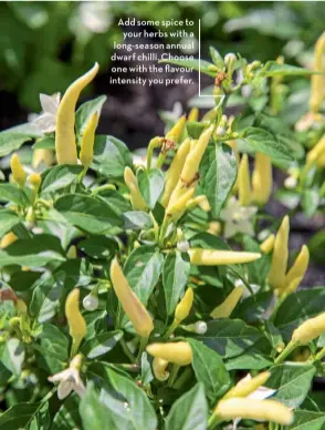  ??  ?? Add some spice to your herbs with a long-season annual dwarf chilli. Choose one with the flavour intensity you prefer.