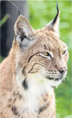  ?? Picture: Getty Images/ istockphot­o. ?? An NFUS study group found that lynx were responsibl­e for 21% of the sheep killed in Norway. Wolverine accounted for around 34% of losses, bear 15% and wolf 9%.