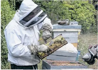  ??  ?? Une nouvelle séance d’initiation à l’apiculltur­e a lieu à l’Ecomusée du Perche.