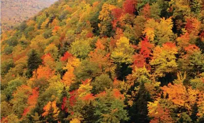  ??  ?? ‘Moments spent with each newly named tree render the world a little less apocalypti­c.’ Photograph: Alamy Stock Photo