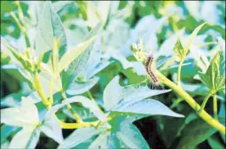  ?? ?? Organic farming leverages natural forms of pest control to promote eco-friendly cultivatio­n.