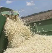  ??  ?? Zimbabwe will harvest between 2,5 million and 2,8 million metric tonnes of maize this season.