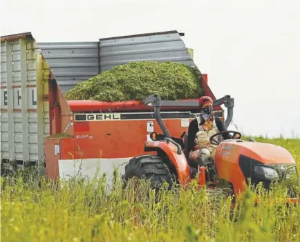  ?? RJ Sangosti, The Denver Post ?? Shami Coleman, a co-owner of Colorado Cultivars, a hemp farm in Eaton, brings in a load of the crop.