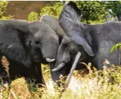  ?? Fotos: Doris Wegner ?? Das Okavangode­lta in Botswana ist das größte Binnendelt­a der Welt. Die Wasserland­schaft zählt wegen ihres Artenreich­tum Unesco Welterbe. Für die Tiere, etwa die seltenen Wildhunde, ist die Freiheit nicht durch Zäune begrenzt.