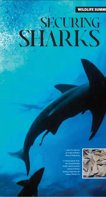  ?? ?? 1. Shark fins laid out on a tarp outside a shop in Hong Kong
2. A lemon shark, from
the Carcharhin­idae family, swims towards
a group of divers during a shark dive off
Jupiter, Florida, US