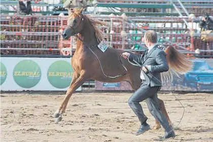  ?? CLAUDIO ANDRADE ?? De traje en la pista. Un caballo de raza árabe y su entrenador, ayer, en la Exposición Rural.