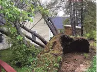  ??  ?? This photo was taken by Samantha A. Wednesday afternoon in Fredericto­n, N.B. Severe wind gusts brought down six trees on her parents’ property.