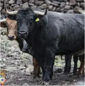  ?? ?? BUENA ESTAMPA tiene el encierro de la ganadería de Teófilo Gómez, materia prima para la corrida que se realizará en el coso ‘Cinco Villas’.(Foto: Cinco Villas)