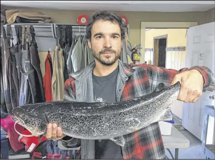  ?? TOM MOFFATT/ATLANTIC SALMON FEDERATION ?? Biologist Eric Brunsdon holds an aquacultur­e escapee from Magaguadav­ic River. The New Brunswick-based Atlantic Salmon Federation says no wild Atlantic salmon have returned to a key river in New Brunswick, prompting concern for the fish’s population...