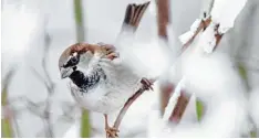  ?? Foto: Julian Stratensch­ulte, dpa ?? Der Spatz hat es in Bayern schwer. Ihm fehlen Nistplätze.