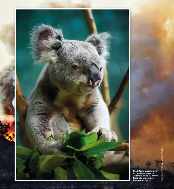  ??  ?? Die inferno waarin meer as ’n miljard diere in Australië dood is, onder hulle die endemiese koala (foto links).