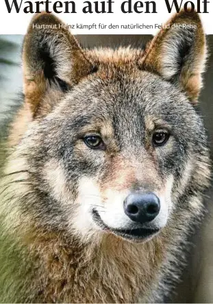  ?? Foto: Bernd Thissen ?? Der Wolf soll‘s richten: Wenn es nach Hartmut Heinz geht, muss das Jagdgesetz „noch einmal in die Hand genommen werden“.