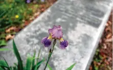  ?? Jacqueline Larma / Associated Press ?? An iris grows at the Helmbold family plot at The Woodlands Cemetery. The cemetery has an approved list of plants from which volunteer gardeners can choose.