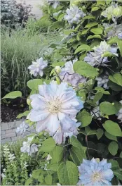  ??  ?? Silvery-violet clematis ‘Diamond Ball’ (from Proven Winners) clambers up the obelisk in the circle garden.