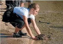  ?? RUTH BOLLONGINO ?? Another 72 captive-bred pateke have been released in Abel Tasman National Park, after 20 were successful­ly released last year, pictured.