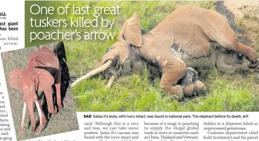  ??  ?? SAD Satao II’s body, with ivory intact, was found in national park. The elephant before its death, left