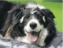  ?? DENES ERDOS, AP ?? Rohan, a border collie, one of the dogs in the study at Eotvos Lorand University in Budapest, Hungary.