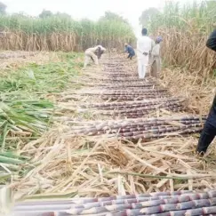  ?? ?? Labourers arranging the sugarcane into bunches