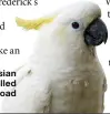  ??  ?? Frederick II’s Australasi­an cockatoo may have travelled to Europe via the Silk Road